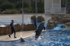 thumbs/seaworld 001.png